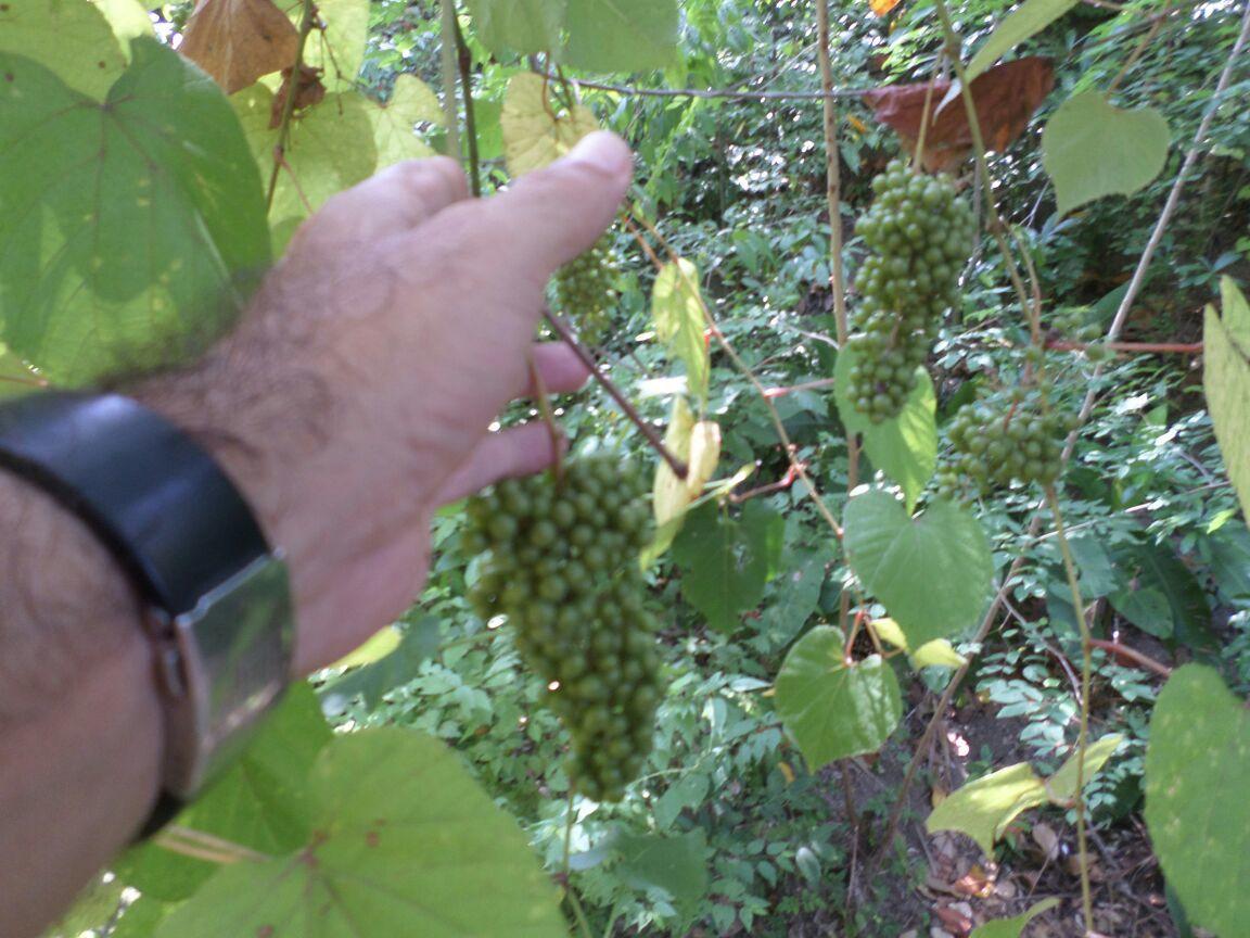 Las Mananitas De La Sierra El Zaino Zewnętrze zdjęcie